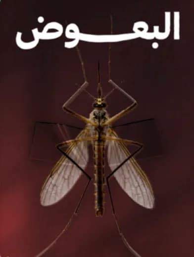 البعوض ( الناموس )