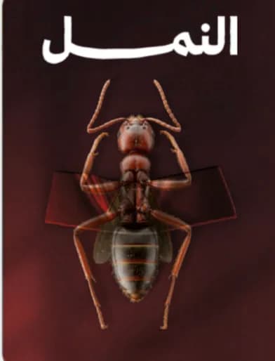 النمل