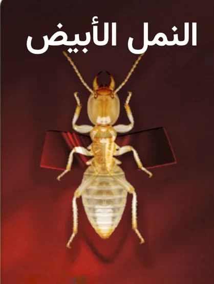 النمل الأبيض